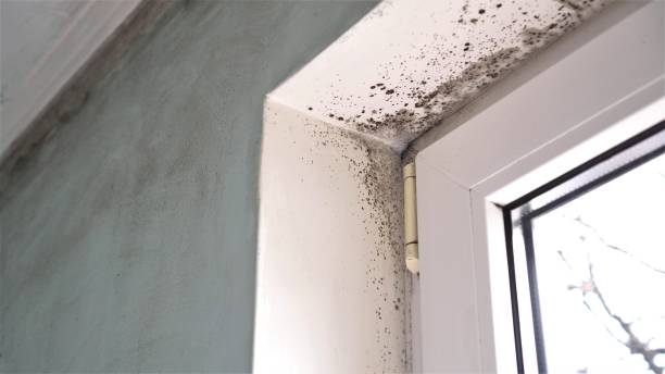 Best Residential Mold Remediation in Antlers, OK