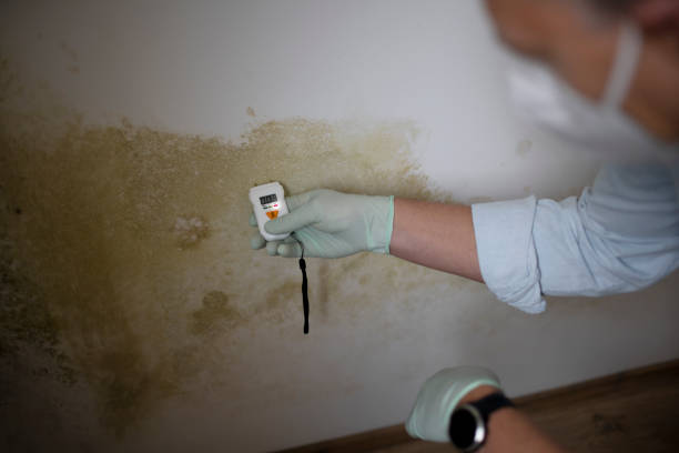 Best Attic Mold Remediation in Antlers, OK