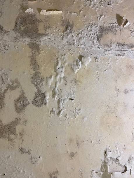 Best Attic Mold Remediation in Antlers, OK