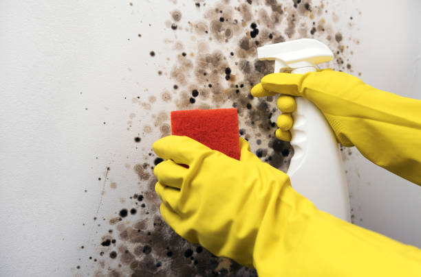 Best Insurance-Related Mold Remediation in Antlers, OK